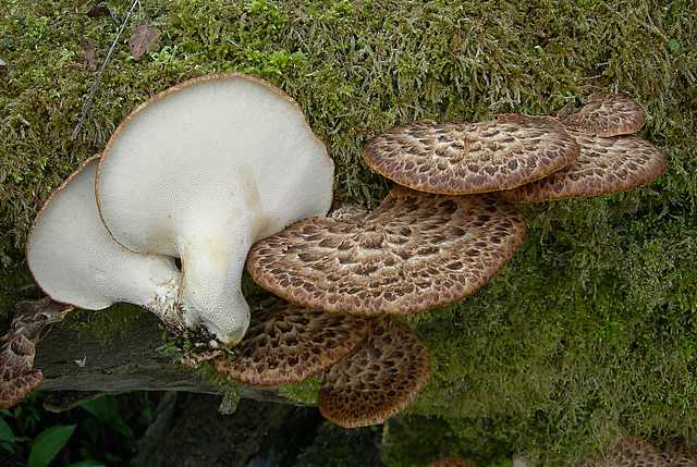 Funghi e vegetazione invasiva
